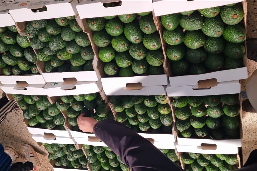 Avocado 3-pack