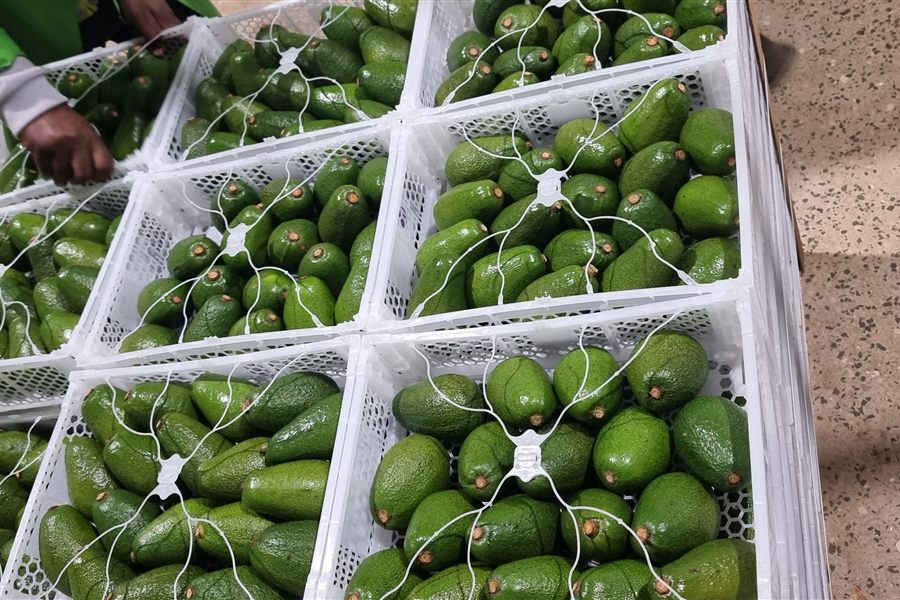 Avocado 6-pack