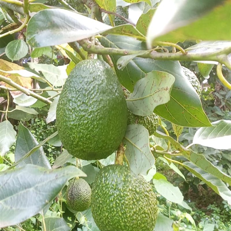 Ripening expertise