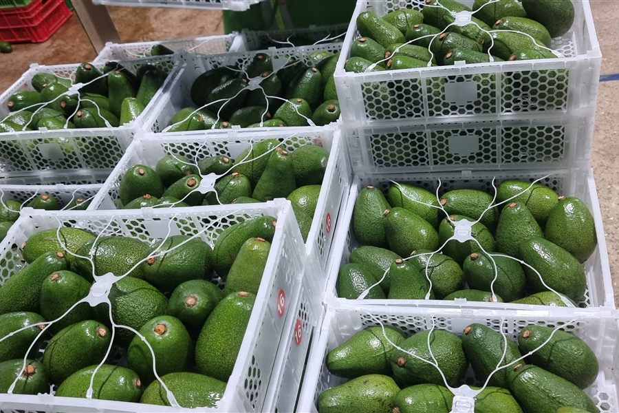 Avocado 4-pack