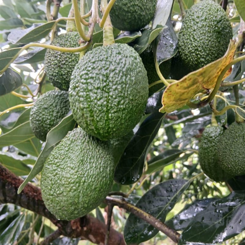 Avocado growing and harvesting